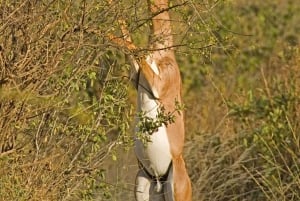 3Day Samburu National Reserve: Culture & Wildlife Immersion