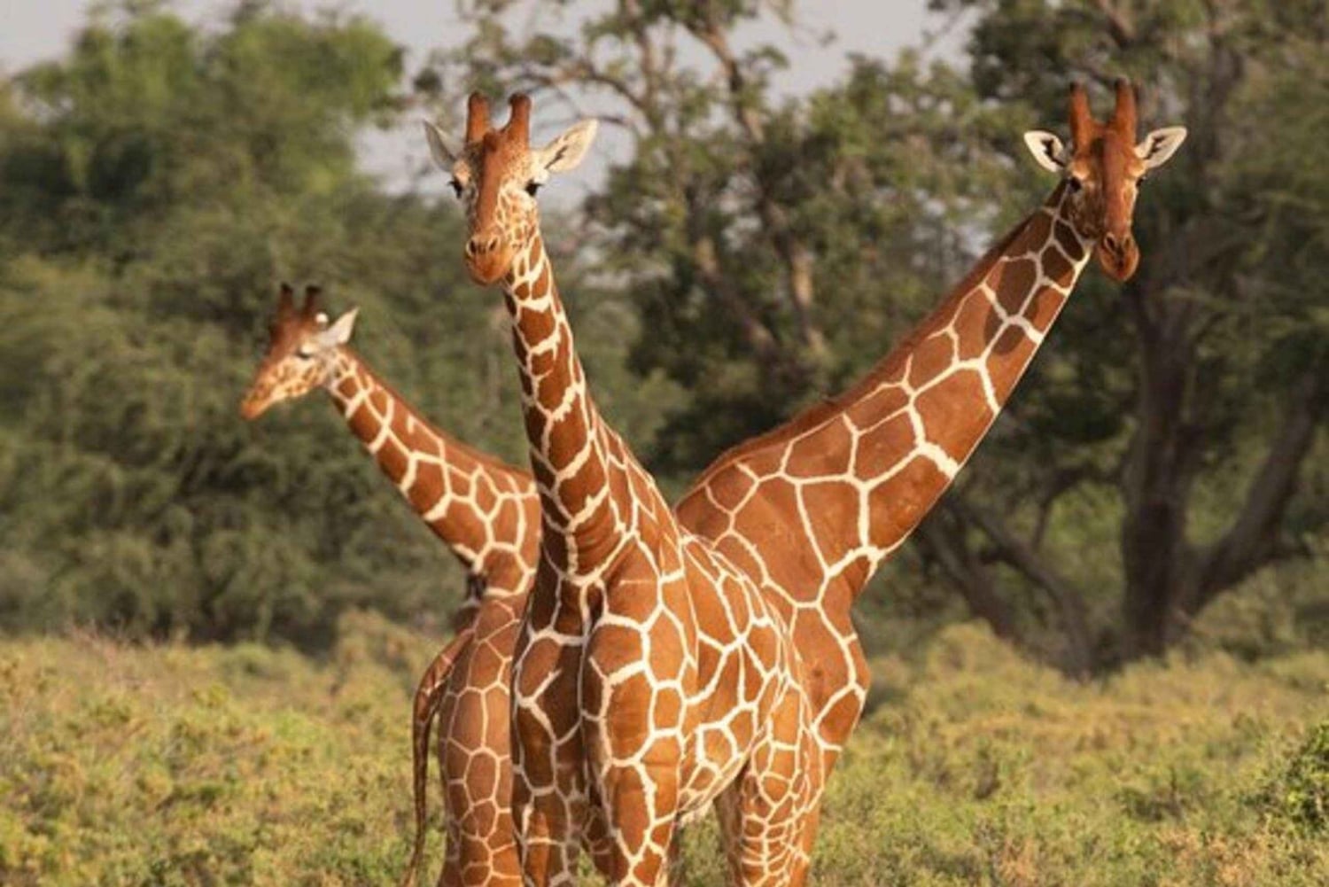 Samburu: National Reserve Guided Safari