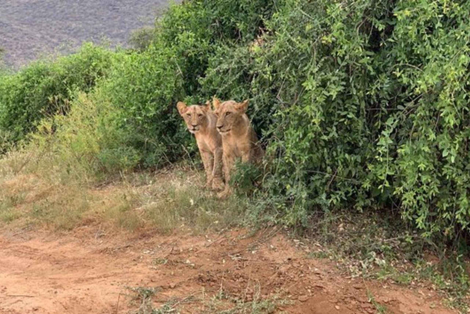 Samburu: National Reserve Guided Safari