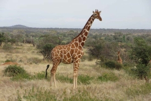 Samburu: National Reserve Guided Safari