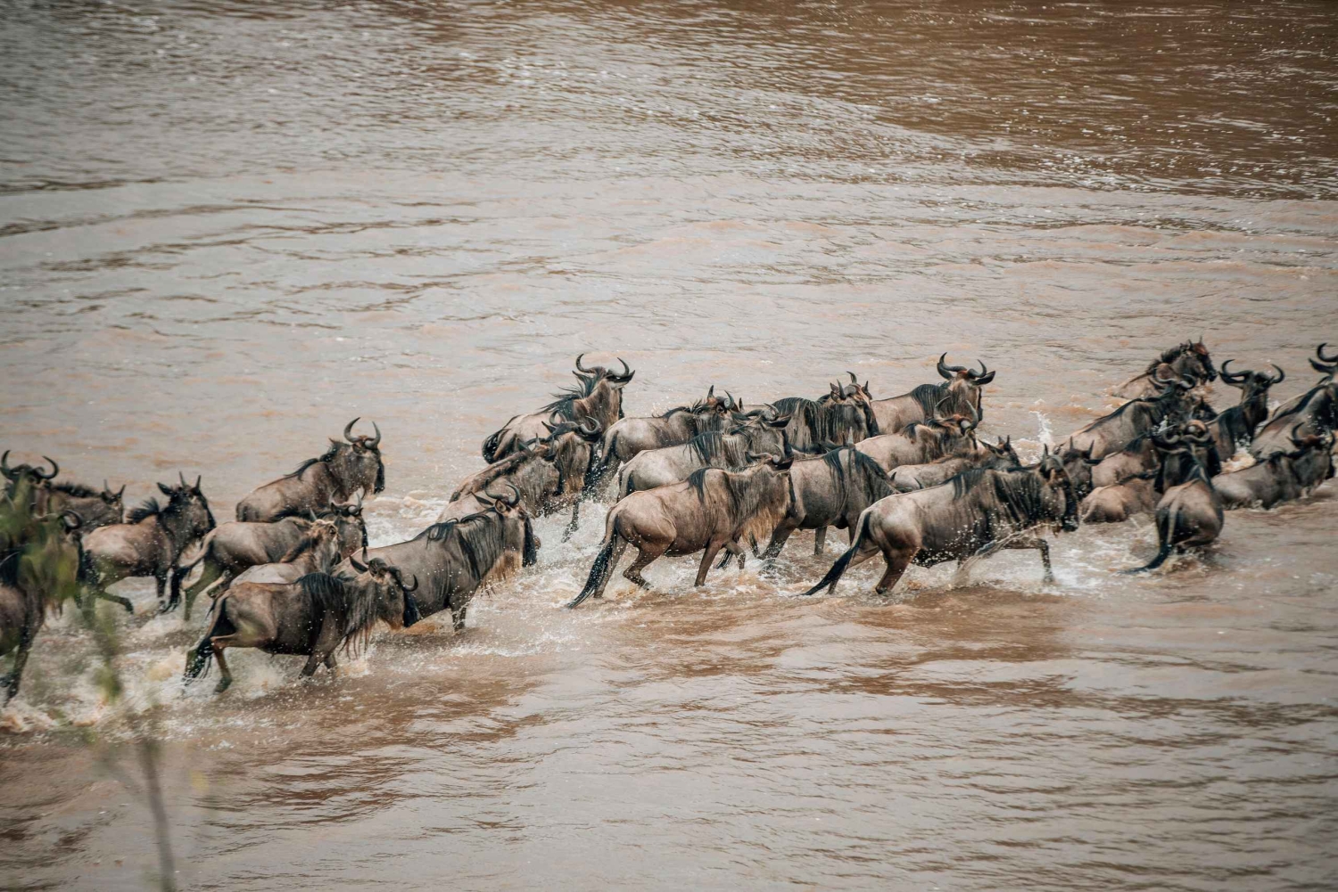 Серенгети: 8-дневное сафари «Великое переселение антилоп гну»