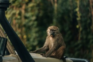 Serengeti: 8 päivän suuri gnuiden vaellus safari