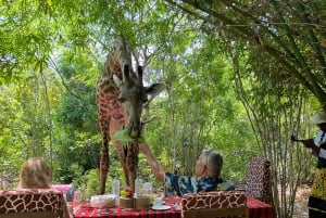 DIANI: SHARE A MEAL WITH GIRAFFES