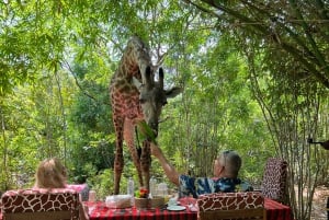 DIANI: SHARE A MEAL WITH GIRAFFES