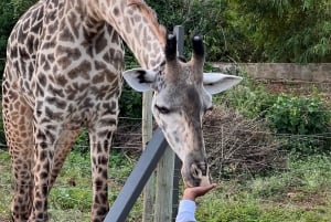 DIANI: SHARE A MEAL WITH GIRAFFES
