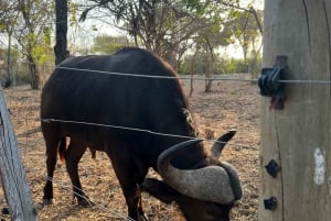 DIANI: SHARE A MEAL WITH GIRAFFES