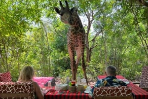 DIANI: SHARE A MEAL WITH GIRAFFES