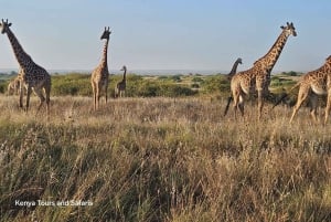 Dagstur til elefantreservat og giraffcenter med gratis afhentning