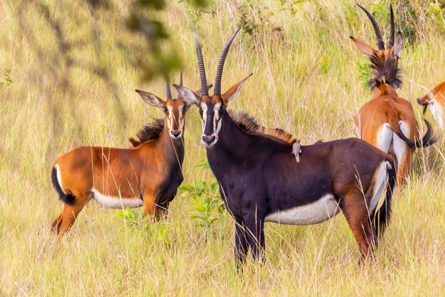 Privat dagssafari i Shimba Hills och vandring i Sheldrick Falls