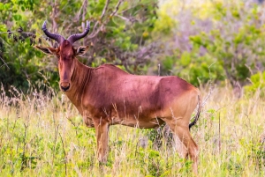 Privat dagssafari i Shimba Hills och vandring i Sheldrick Falls