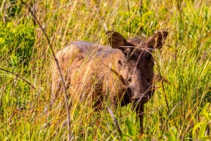Privat dagssafari i Shimba Hills och vandring i Sheldrick Falls