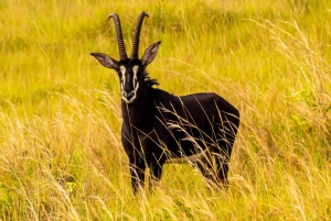 Privat dagssafari i Shimba Hills och vandring i Sheldrick Falls