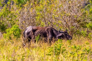 Privat dagssafari i Shimba Hills och vandring i Sheldrick Falls