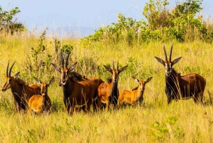 Privat dagssafari i Shimba Hills och vandring i Sheldrick Falls