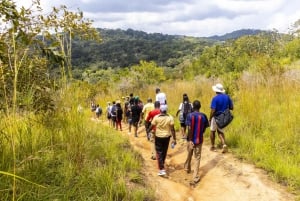 Shimba Hills dagssafari og Sheldrick Falls-fottur - privat tur