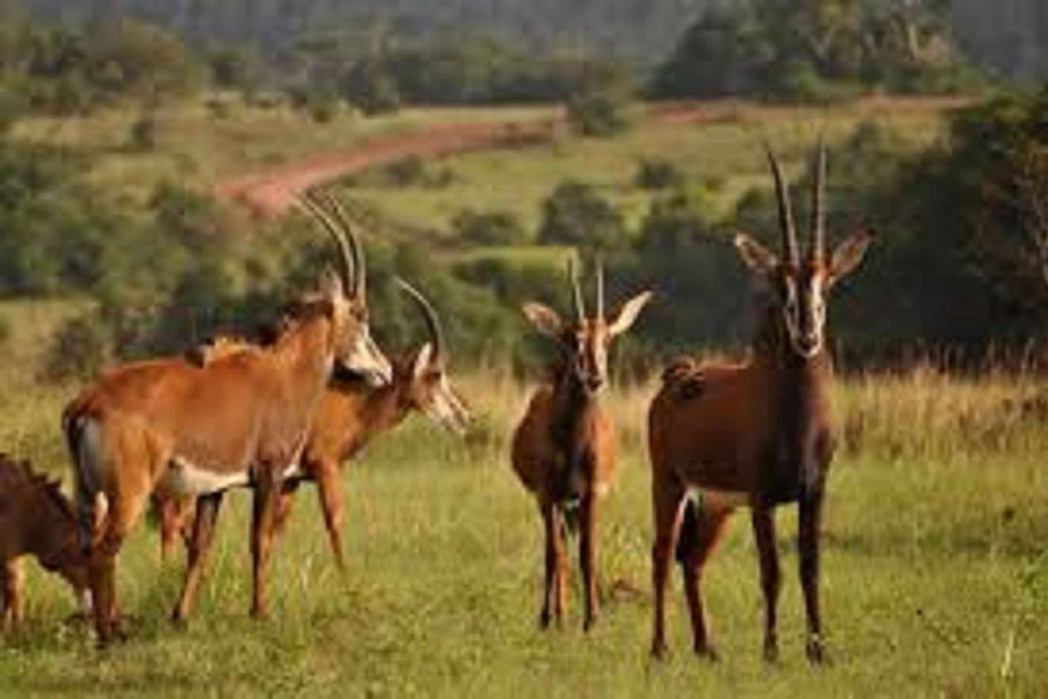 Shimba Hills: Game Drive, Waterfall Hike, and Lunch