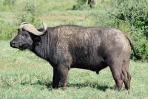 Shimba Hills: Game Drive, Waterfall Hike, and Lunch