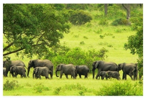 Dagstur fra Shimba Hills nasjonalreservat fra Diani