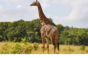 Dagstur fra Shimba Hills nasjonalreservat fra Diani