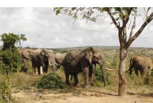 Dagstur fra Shimba Hills nasjonalreservat fra Diani