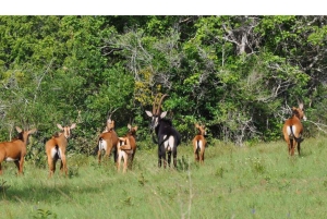Dagstur fra Shimba Hills nasjonalreservat fra Diani