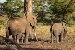 Dagstur fra Shimba Hills nasjonalreservat fra Diani