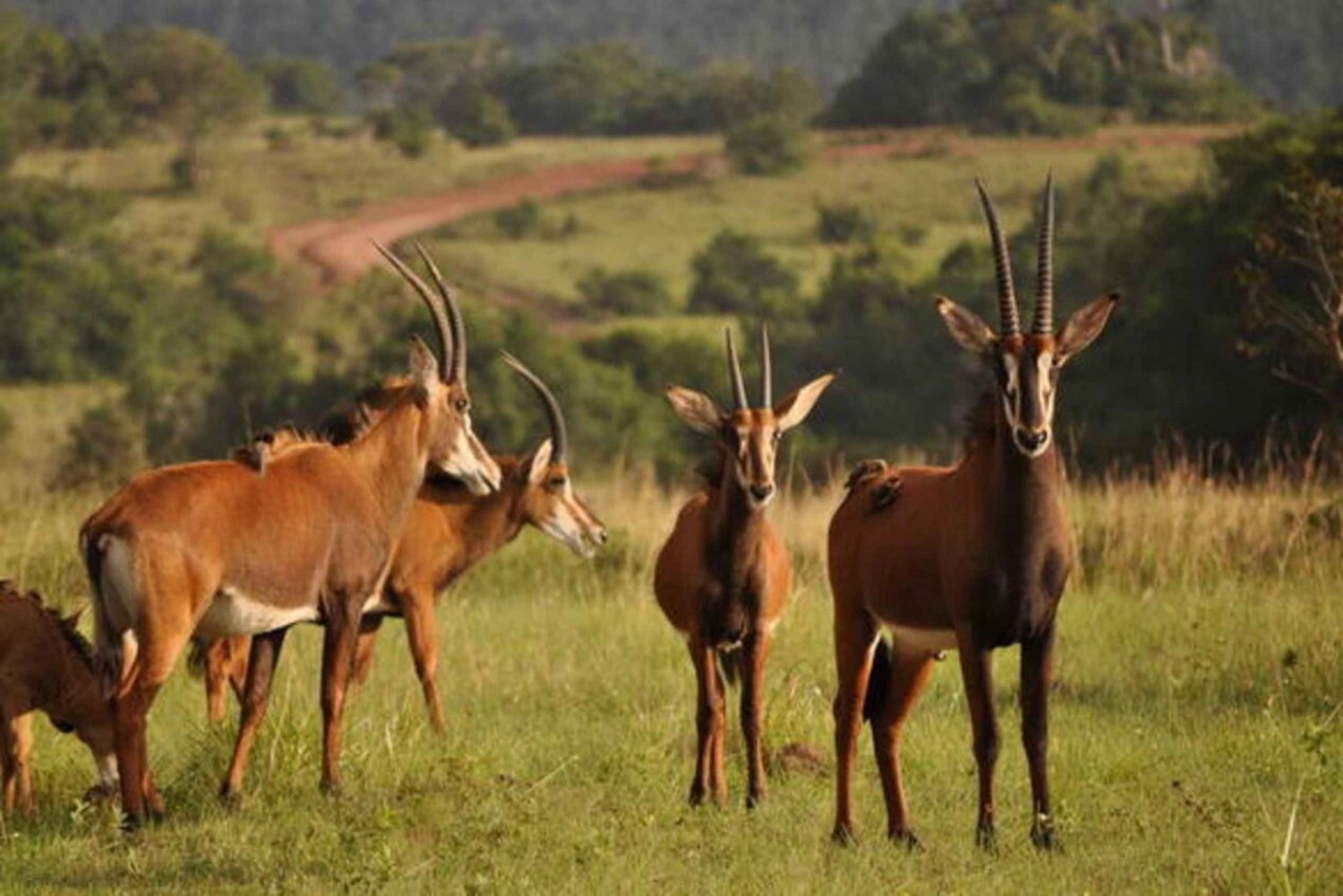 Tagestour zum Shimba Hills Reserve: Von Mombasa und Diani