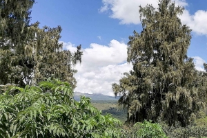 Siluetti ja safari: Nairobin kansallispuiston Big Five -seikkailu