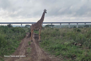 Siluetti ja safari: Nairobin kansallispuiston Big Five -seikkailu