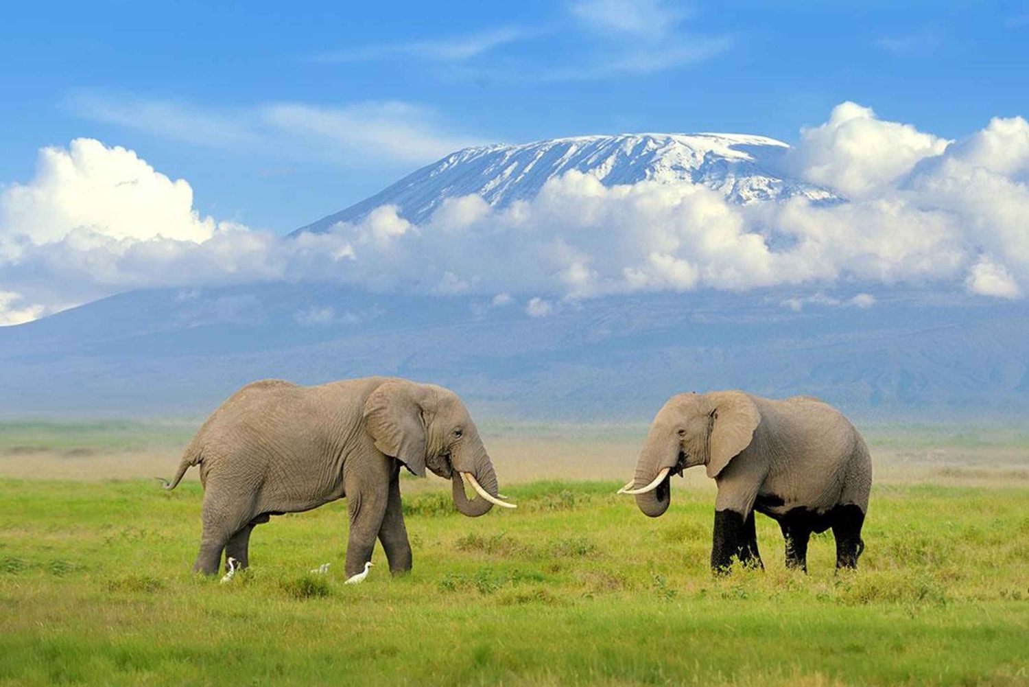 Pienryhmäsafari Amboseliin