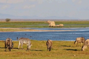 Pienryhmäsafari Amboseliin