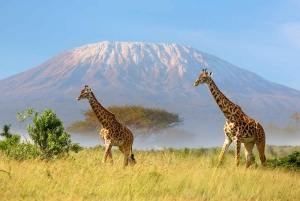 Pienryhmäsafari Amboseliin