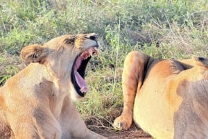 Safari no Parque Nacional de Nairobi. Experiência única com a vida selvagem.