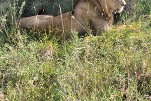 Safari no Parque Nacional de Nairobi. Experiência única com a vida selvagem.