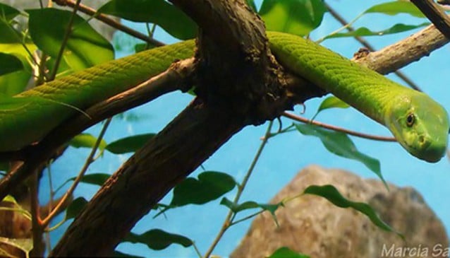 Snake Safari and Visitors Centre