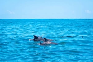 Blue Safari: Nurkowanie z rurką w Watamu Marine Park i owoce morza