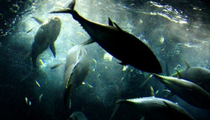 Sport Fishing and Wildlife Safari