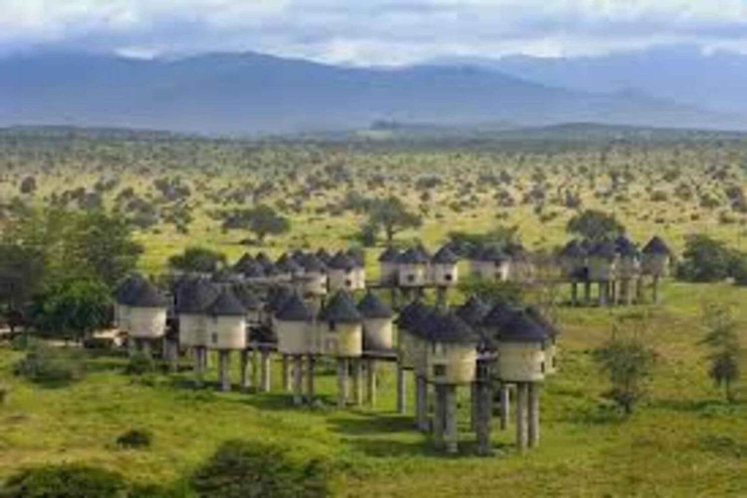 Taita Hills: wędrówka z lokalnym przewodnikiem po lesie mglistym