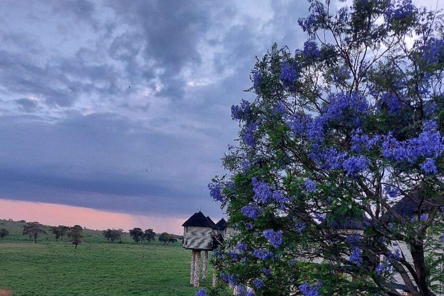 Taita Hills: wędrówka z lokalnym przewodnikiem po lesie mglistym