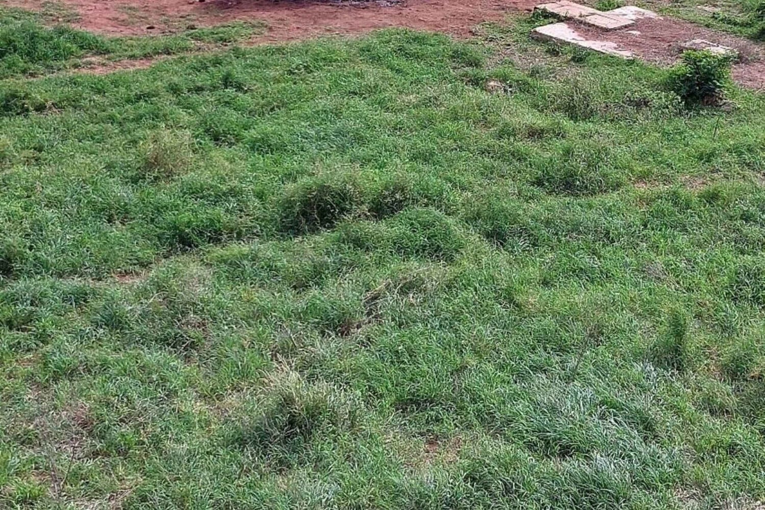 Taita Hills: wędrówka z lokalnym przewodnikiem po lesie mglistym