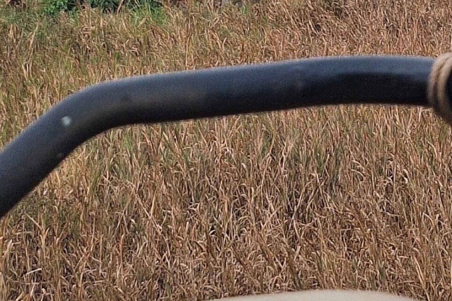 Taita Hills: wędrówka z lokalnym przewodnikiem po lesie mglistym