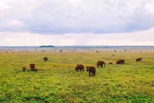 Taita Hills: wędrówka z lokalnym przewodnikiem po lesie mglistym