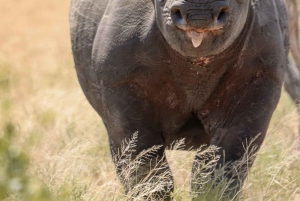 Tanzania: 8-Day Safari and Volcano Trekking Adventure