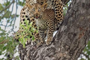 Tanzania: 8-Day Safari and Volcano Trekking Adventure