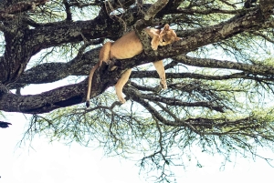 Tarangire: Tarangire nationalpark dagssafari med vilddjur