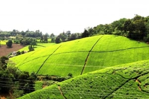 Tea Farm From Nairobi (Kiambethu)