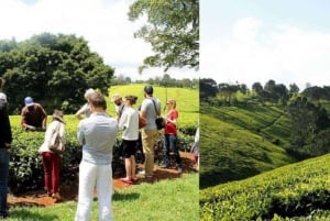 Tea Farm From Nairobi (Kiambethu)