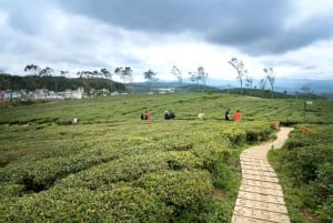 Tea Farm From Nairobi (Kiambethu)