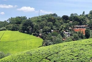 Tea Farm From Nairobi (Kiambethu)