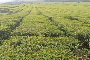 Tea Farm From Nairobi (Kiambethu)